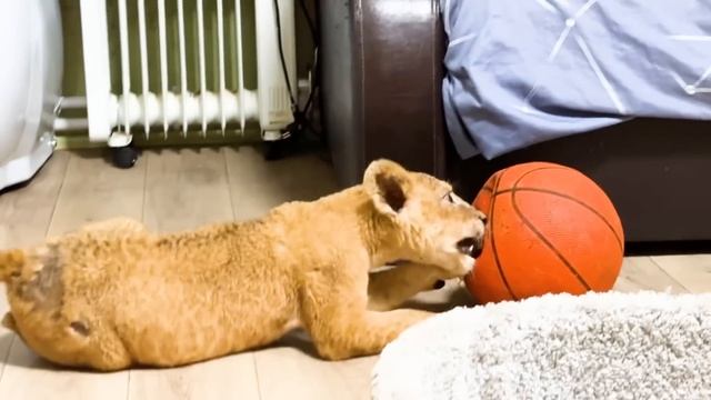 ПОЛОМАННЫЙ львёнок прожил день БЕЗ ОБЕЗБОЛИВАЮЩИХ, это хороший признак! Проводим сбор малышу НА ДОМ смотреть онлайн