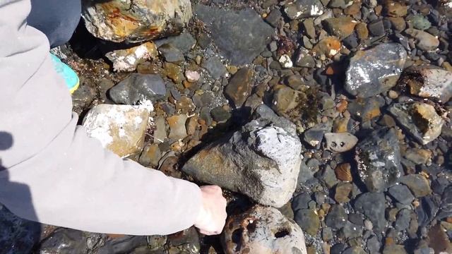 Охотское море-Небольшое путешествие и ЛОВЛЯ ОСЬМИНОГА. Край СВЕТА-САХАЛИН. Fishing for octopus. смотреть онлайн