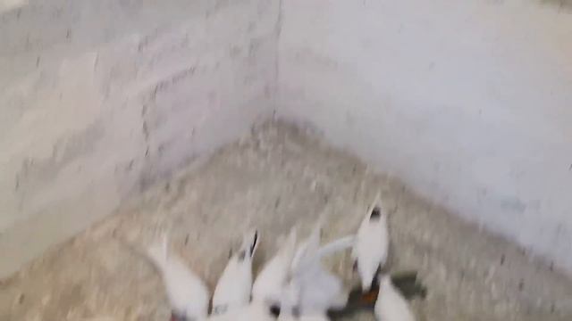 По просьбе делаю раствор для голубей в поилку. Голуби будут как арабские скакуны!!! Pigeon Soda. смотреть онлайн