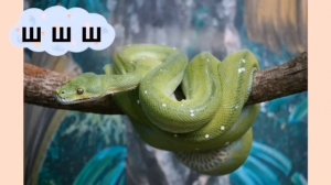 Звукоподражания для ЗАПУСКА РЕЧИ сборник. Карточки звукоподражания животных, птиц, окружающей среды