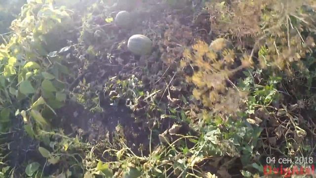 Арбузов и дынь урожай 2018, прививки на тыквах - что выросло смотреть онлайн