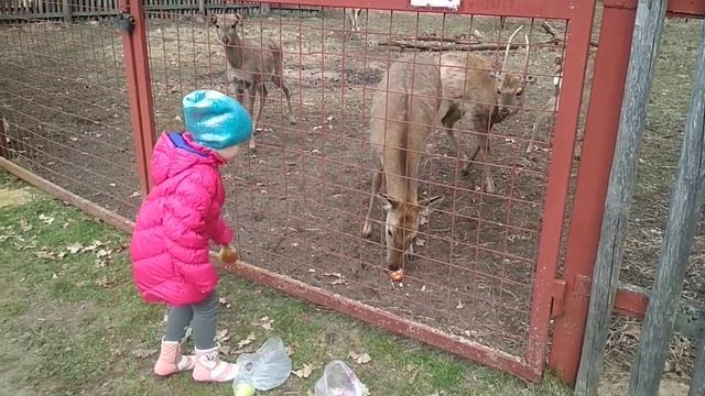 Вкусняшки для косуль on a visit to the deer смотреть онлайн