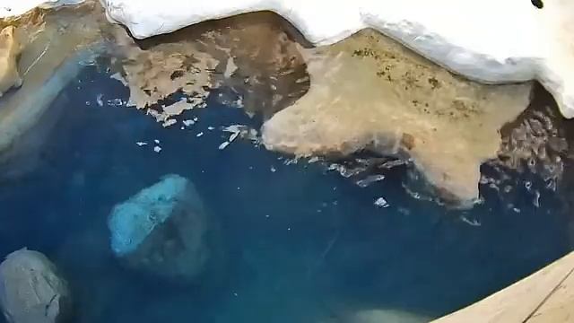 Маленький перекус-что то в бассейне нашли#Toledo Zoo смотреть онлайн