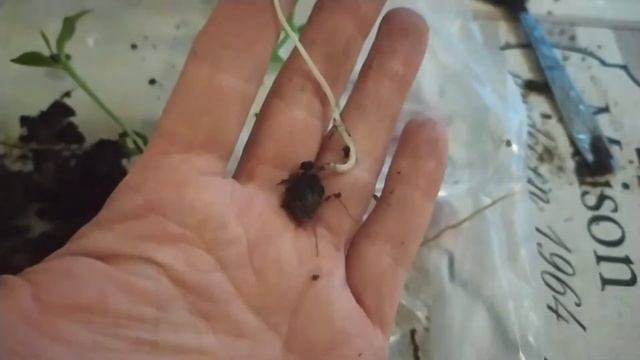Пикировка саженцев лимона и мандарина из косточки. Готовлю подвой. смотреть онлайн