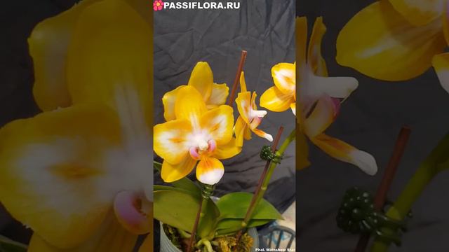 Phal Mainshow Star смотреть онлайн