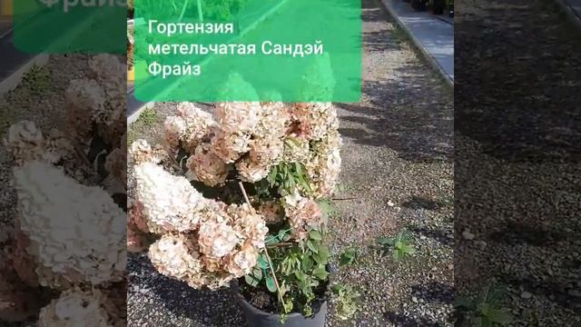Гортензия метельчатая Сандэй Фрайз смотреть онлайн