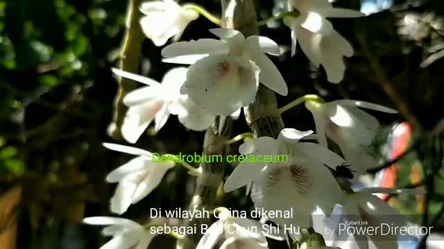 Dendrobium cretaceum-orchid смотреть онлайн