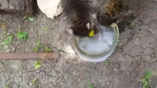 Ниндзя-Енот смотреть онлайн