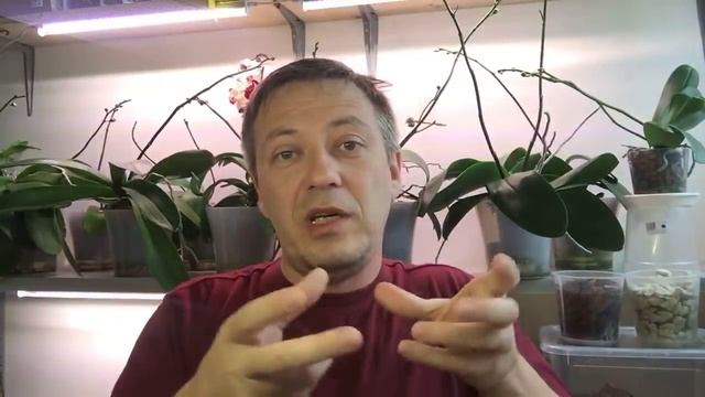 уход за орхидеями / почему ЛИСТЬЯ ОРХИДЕИ зимой желтеют или вянут смотреть онлайн