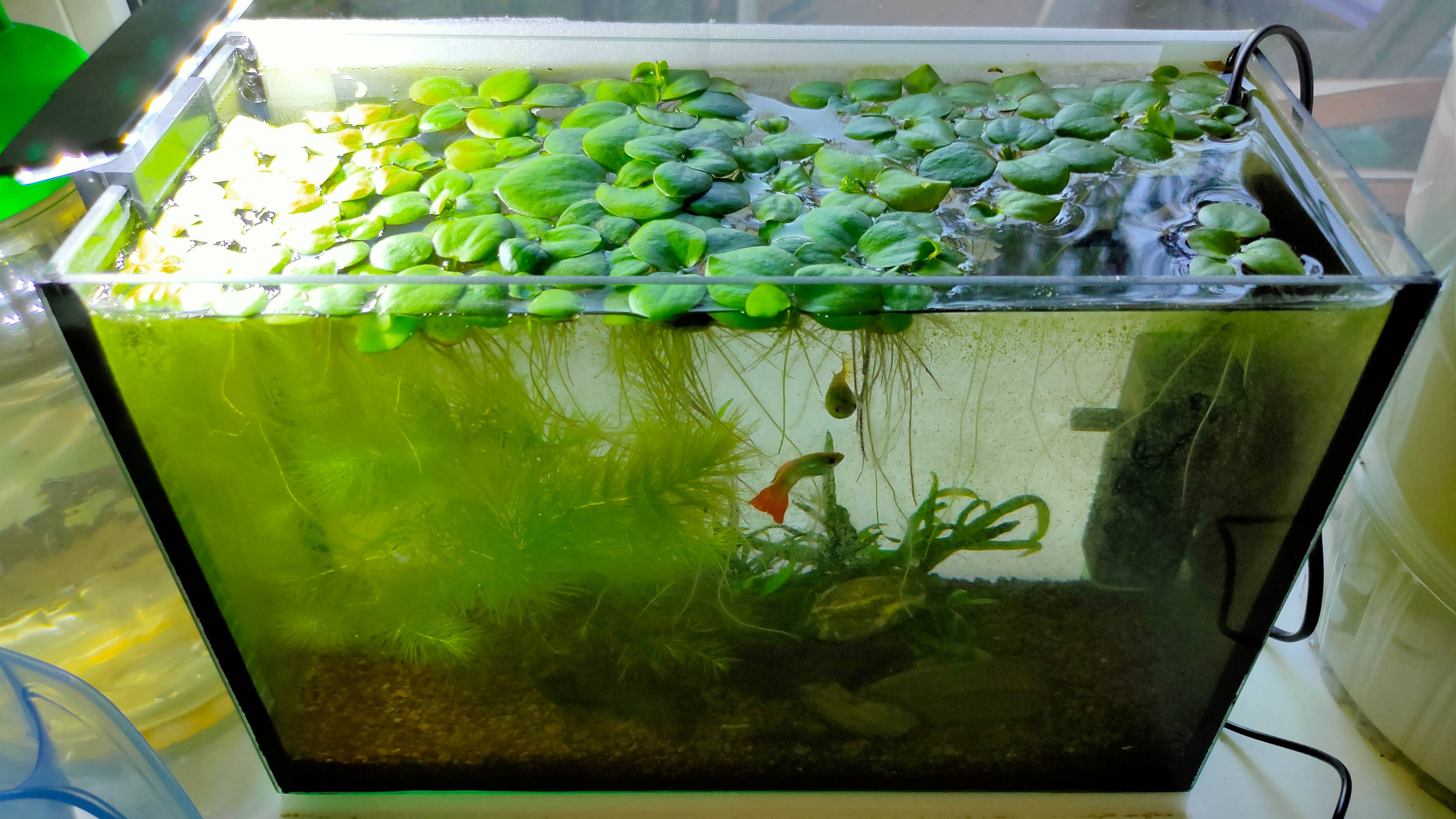 Это против правил! Аквариум на подоконнике можно или нет?! смотреть онлайн