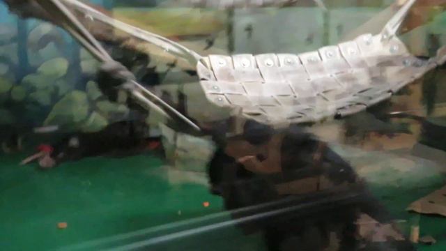 Шимпанзе Филя и Люся играют 16.01.2021 смотреть онлайн