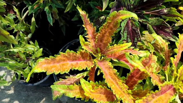 Колеусы обзор сортов часть 1