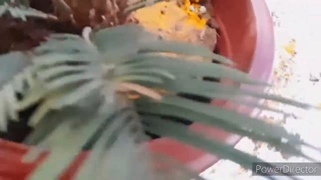 #How #to #care #cycas #Revoluta #sago #Plam смотреть онлайн