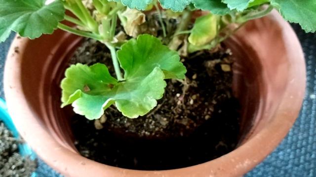 Geranios malva como hago que florezcan chuyito jardinero смотреть онлайн
