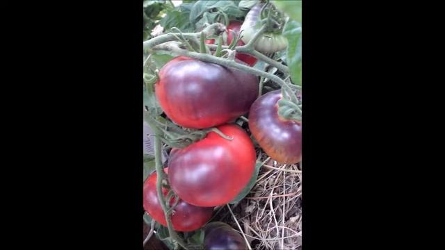 Томат Розовый сибирский тигр смотреть онлайн