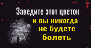 Вы сразу перестанете болеть когда заведёте этот цветок