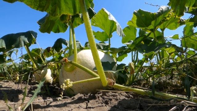 Большинство диабетиков не знают! смотреть онлайн