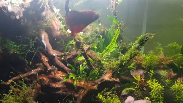 Betta Splendens Plakat HMPK Galaxy Hunting Daphnia & Cyclops #bettafish #betta смотреть онлайн