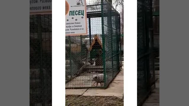 Дикие,домашние животные и птицы смотреть онлайн