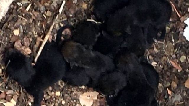 Пожарные думали, что спасали щенят, вы удивитесь, но животные оказались вовсе не собаками смотреть онлайн