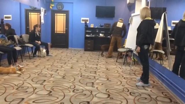 Занятия с кинологом МЧС смотреть онлайн