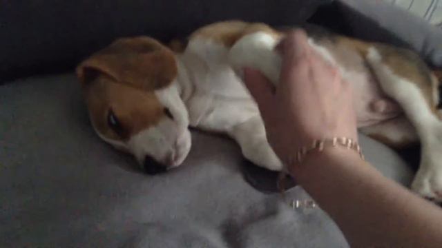 Бигль Джокер(4 мес) смотреть онлайн