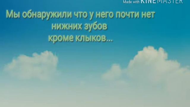 ДВЕ СЕМИКЛАССНЕЦЫ СПАСЛИ ПОБИТУЮ СОБАКУ() смотреть онлайн