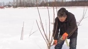 Весенняя обрезка абрикоса. Практические советы