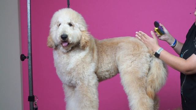 Doodle Grooming - Tail Set & Rear Angulation w/ Elizabeth Gibbs смотреть онлайн