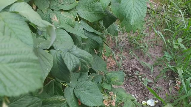 Малина Валентина. Как я потеряла свой первый урожай. смотреть онлайн