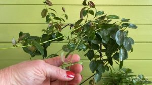 Дипладения??. Пересадка и обрезка для обильного цветения???