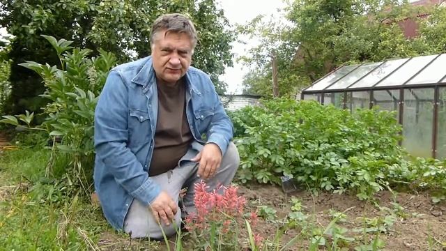 Лофант на грядке смотреть онлайн