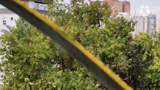 126 Сегодня Шаббат, не буду говорить о болезни ??, попугай порадовал, прилетел на мой балкон смотреть онлайн