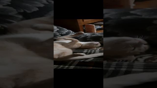 1000009336.mp4барсик смотреть онлайн