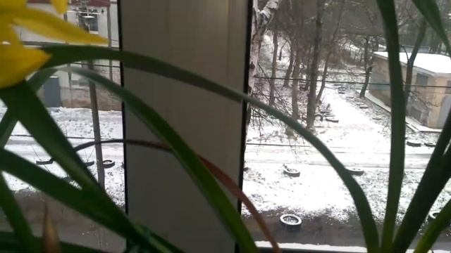 Ну вот и зацвёл мой цимбидиум!!! И другие... смотреть онлайн