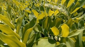 Купена многоцветковая !