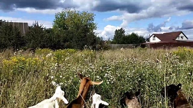 Дойная коза или Козочка?//С кого начинать Козоводство?!?