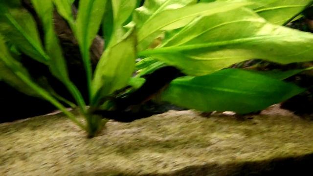 Corydoras Venezuela Blacks