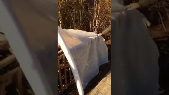 Как укрыть родододендроны смотреть онлайн