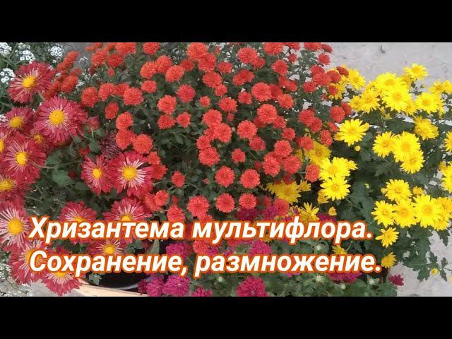 Хризантема мультифлора. Спрос, размножение, уход, сохранение зимой. смотреть онлайн