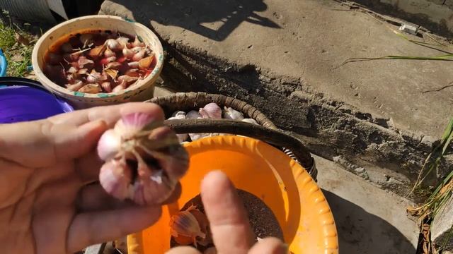 САЖАЮ ЧЕСНОК ЦЕЛЫМИ ГОЛОВКАМИ МОЙ ПРОВЕРЕННЫЙ МЕТОД И ВЫВОД как лучше сажать у кого мало места на у смотреть онлайн