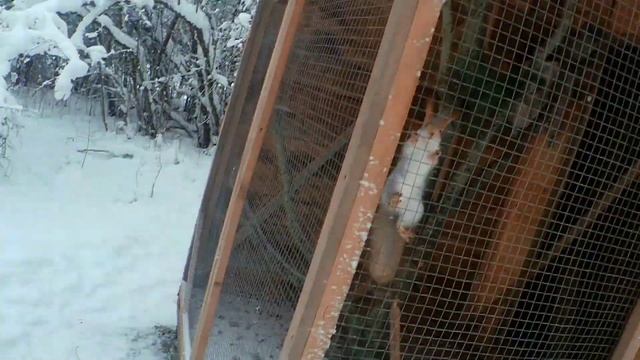 КОРОВА вышла на улицу ПОПРЫГАТЬ! Молоко в ЛЕС не возим. Непослушные свиньи. смотреть онлайн