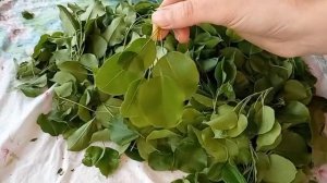 Ферментация чая. Что такое ферментация чая и зачем  она нужна. Этапы традиционной ферментации чая.