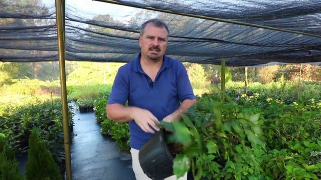 How to grow Leatherleaf Mahonia (Mahonia Bealei) with detailed description смотреть онлайн