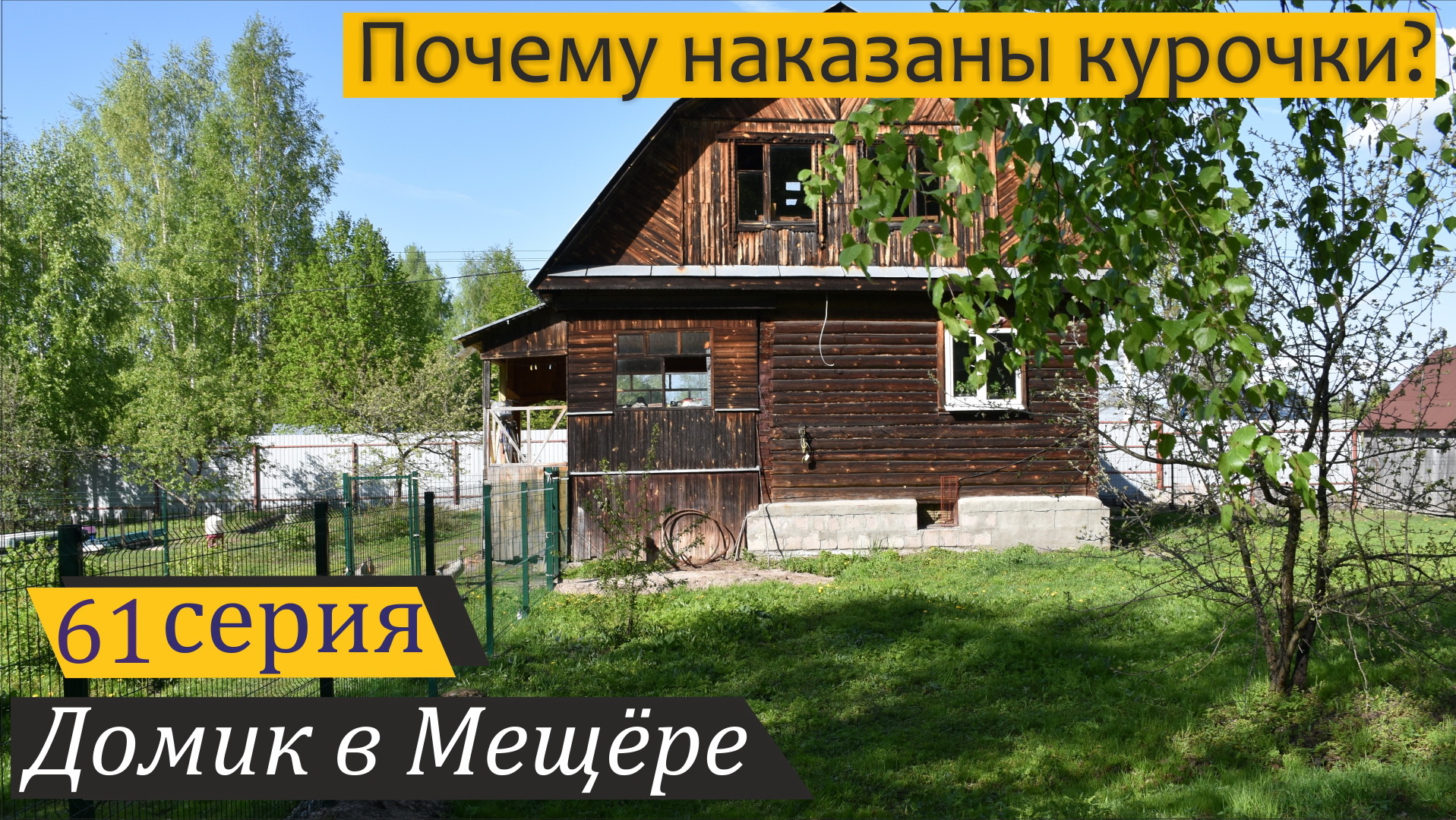 Майский обзор подворья: гуси, курочки, цыплята и нарциссы. Домик в Мещёре, серия 61 смотреть онлайн