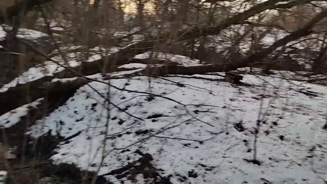 Проверка капканов и петель. Охота на норку, лису, куницу, бобра. Есть результат. смотреть онлайн