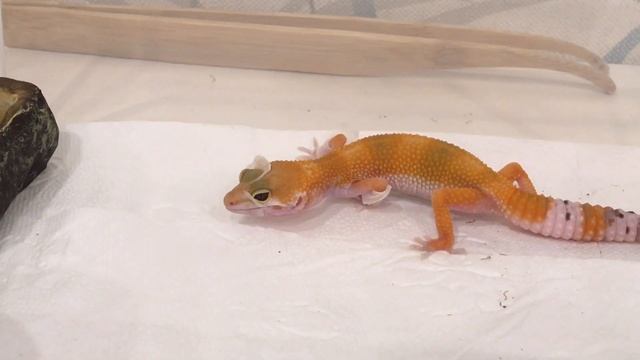 ЭУБЛЕФАР ЛИНЯЕТ! СЪЕЛА свою шкуру?! Линька эушки. Как линяют гекконы? смотреть онлайн