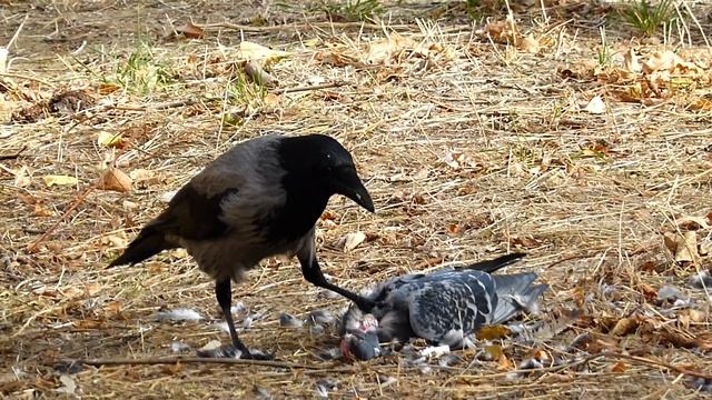 Ворона жрёт дохлого голубя смотреть онлайн