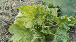 Вирус табачной мозаики на томатах, огурцах, кабачках, картофеле.Вирусные болезни.Переносчики. #viru