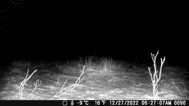 Michigan Trail Cameras: December 17, 2022 - January 7, 2023 (Camera 3) смотреть онлайн